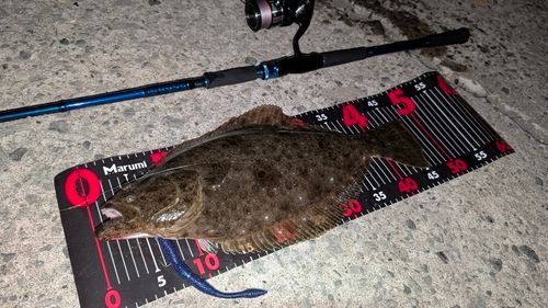 ヒラメの釣果