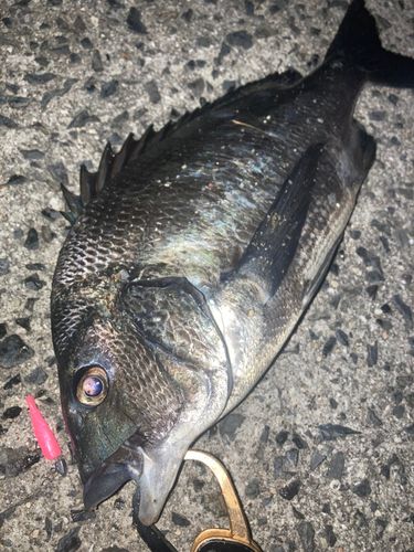 チヌの釣果