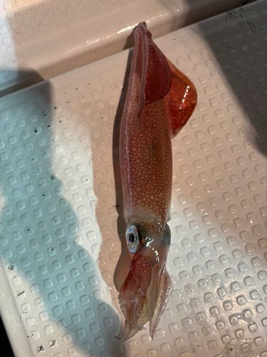 マイカの釣果