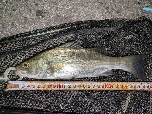 セイゴ（マルスズキ）の釣果