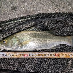 セイゴ（マルスズキ）