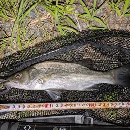 セイゴ（ヒラスズキ）