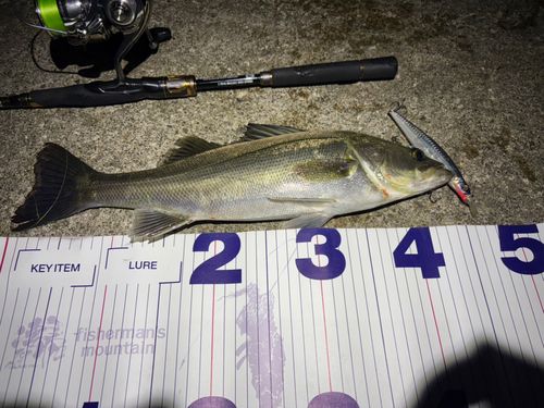 シーバスの釣果