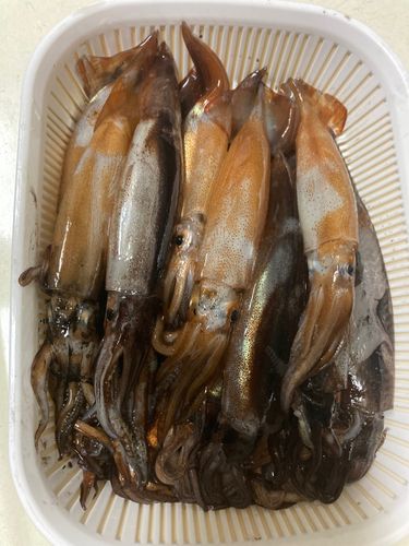 スルメイカの釣果