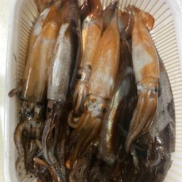スルメイカ