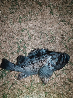 クロソイの釣果