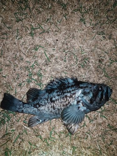 クロソイの釣果