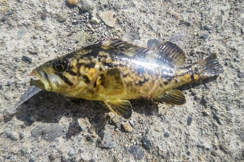 クロソイの釣果