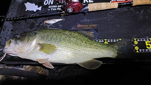 ブラックバスの釣果