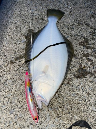 ヒラメの釣果