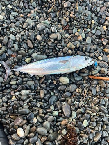 ソウダガツオの釣果