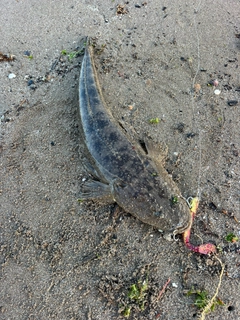 マゴチの釣果