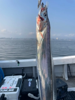 タチウオの釣果