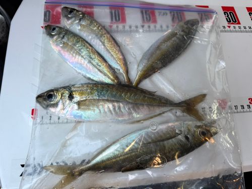 マアジの釣果