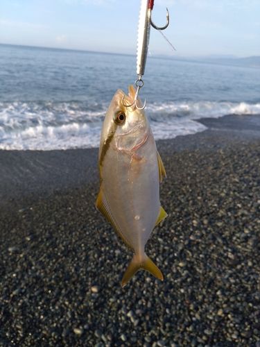 ショゴの釣果