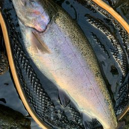 レインボートラウト