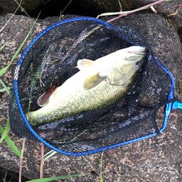 ブラックバス