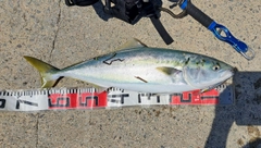 ワラサの釣果