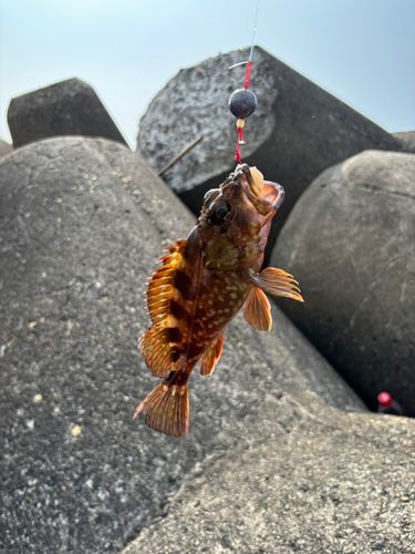 カサゴの釣果