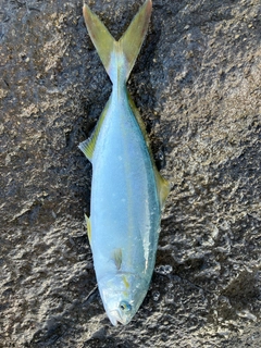 ワカシの釣果