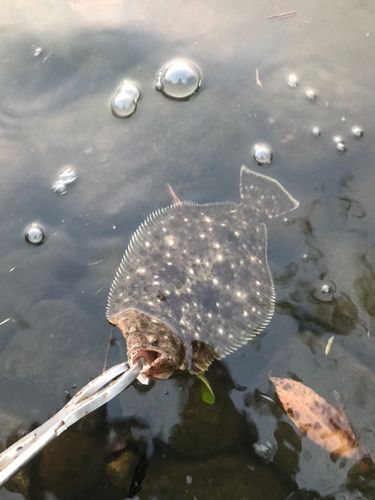 ソゲの釣果