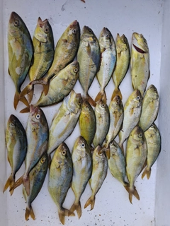 カンパチの釣果