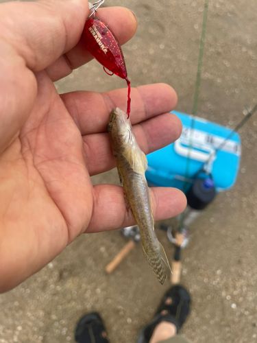 マハゼの釣果