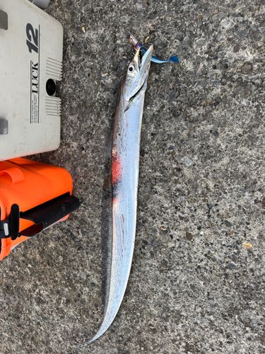 タチウオの釣果