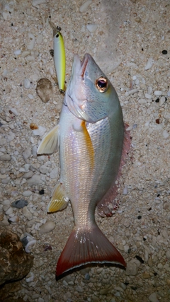 オキフエダイの釣果