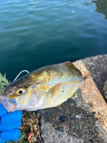 ショゴの釣果