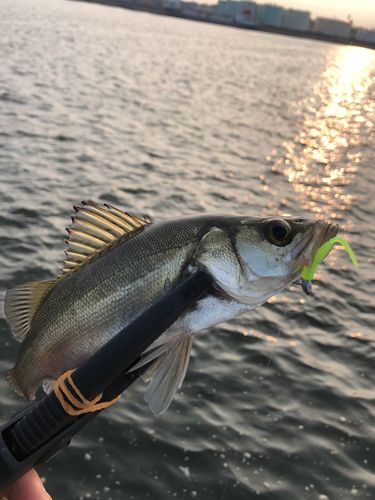 ハネ（マルスズキ）の釣果