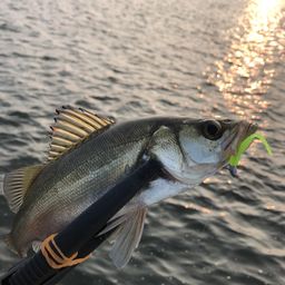 ハネ（マルスズキ）