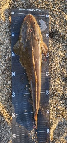 マゴチの釣果