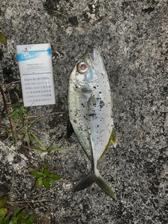 ギンガメアジの釣果