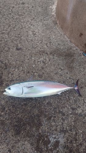 ソウダガツオの釣果