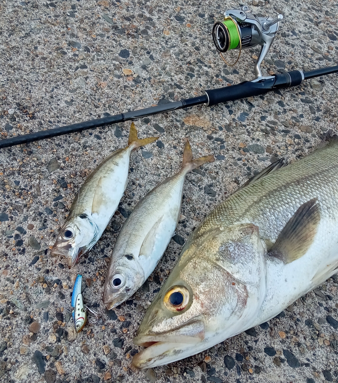 SHIMANO 18ディアルーナ S96MLの最安値・インプレ・釣果 | 本音