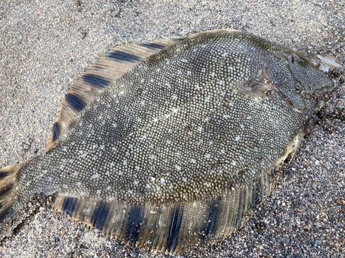 マツカワの釣果