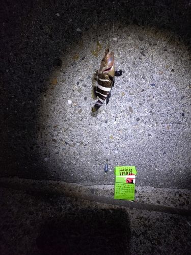 アオハタの釣果