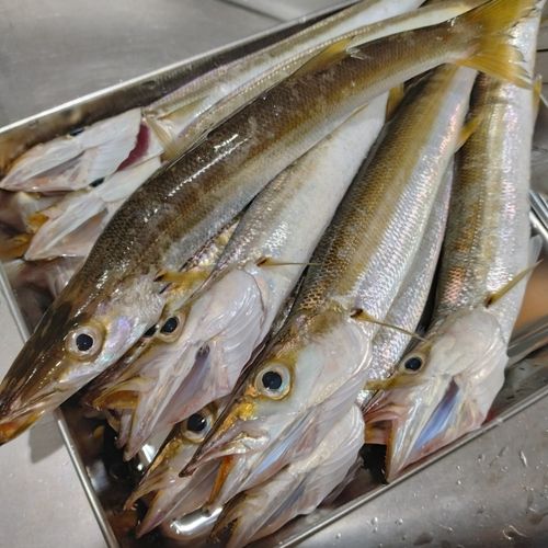 カマスの釣果