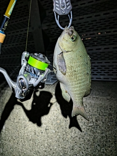 グレの釣果