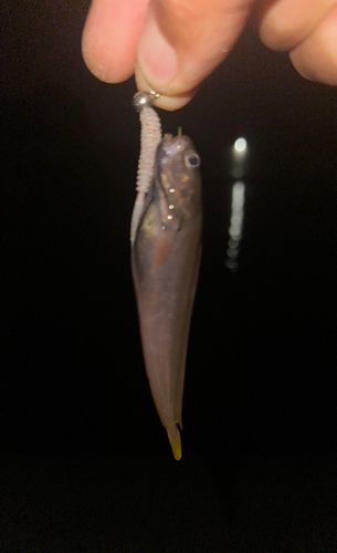 ドンコの釣果