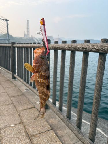 キジハタの釣果