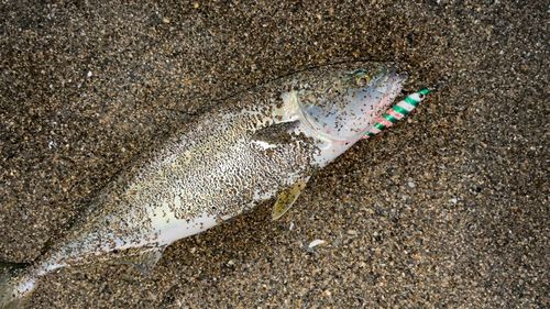 イナダの釣果