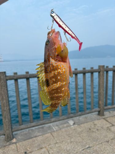 キジハタの釣果