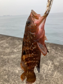 キジハタの釣果