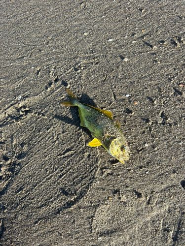 釣果
