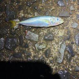 アジ