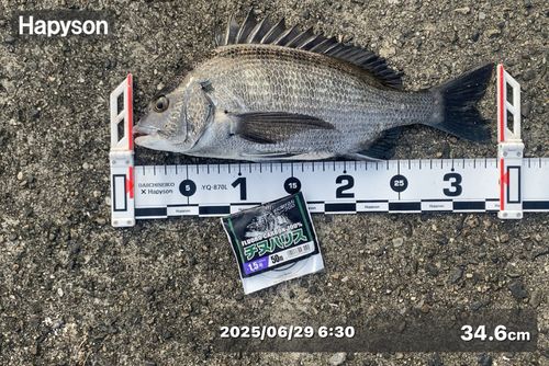 チヌの釣果