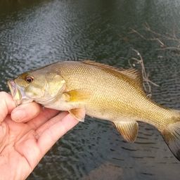 スモールマウスバス