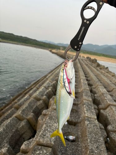 ヤズの釣果